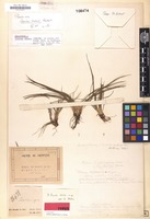 Holotype of Isoetes weberi Herter ex Weber [family ISOETACEAE]