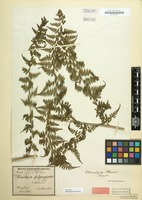 Type of Microlepia hancei Prantl [family POLYPODIACEAE]
