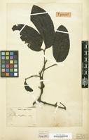 Type of Gnetum latifolium Blume [family GNETACEAE]
