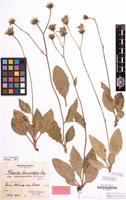 Paratype of Hieracium sommerfeltii subsp. crinicaesium Schack&Zahn [family COMPOSITAE]