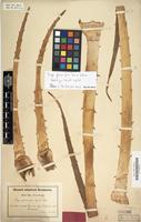 Holotype of Puya glomerifera Mez & Sodiro [family BROMELIACEAE]