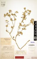 Holotype of Kyphocarpa kühlweiniana Peter [family AMARANTHACEAE]