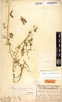 Type of Cleome oxyphylla Burch. [family CAPPARACEAE]