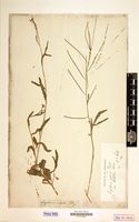 Type of Sisymbrium capense var. latifolium Sond. [family CRUCIFERAE]