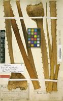 Holotype of Bromelia regnelli Mez [family BROMELIACEAE]