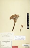 Isotype of Boophone disticha var. ernesti-ruschii Dinter & G.M.Schulze [family LILIACEAE]