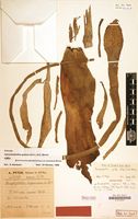 Syntype of Amorphophallus anguineus Peter [family ARACEAE]