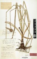 Type of Cyperus angolensis var. amplibulbus Peter & Kük. [family CYPERACEAE]