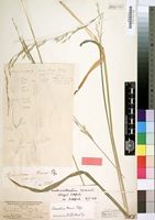 Type of Avenastrum mannii Pilg. [family GRAMINEAE]