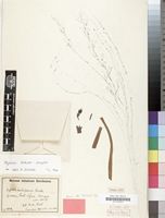 Type of Hypoxis laikipiensis Rendle [family HYPOXIDACEAE]