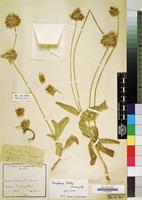 Type of Gomphrena trollii Suess. [family AMARANTHACEAE]