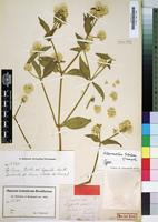 Type of Alternanthera tubulosa Suess. [family AMARANTHACEAE]