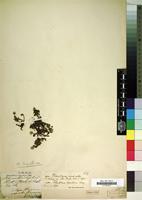 Type of Alternanthera lupulina Kunth [family AMARANTHACEAE]