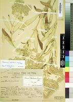 Type of Iresine weberbaueri Suess. [family AMARANTHACEAE]