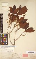 Type of Leptogonum domingense Benth. var. domingense [family POLYGONACEAE]
