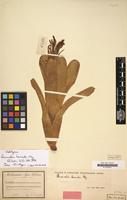 Holotype of Quesnelia humilis Mez in Mart. [family BROMELIACEAE]