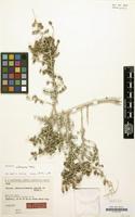 Type of Salsola pseudonitraria Aellen & Rech.f. [family CHENOPODIACEAE]