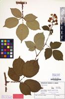 Isotype of Rubus amisiensis H.E.Weber [family ROSACEAE]