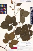 Isotype of Rubus noltei H.E.Weber [family ROSACEAE]