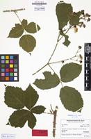 Isotype of Rubus stohrii H.E.Weber & Ranft [family ROSACEAE]