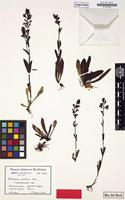 Type of Veronica gentianoides var. pontica Hausskn. & Bornm. [family SCROPHULARIACEAE]