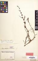 Type of Rumex tenax Rech.f. [family POLYGONACEAE]