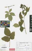 Isotype of Rubus conothyrsoides H.E.Weber [family ROSACEAE]