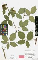 Holotype of Rubus ruborensis Matzk. [family ROSACEAE]