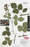 Holotype of Rubus pugiunculosus Matzk. [family ROSACEAE]