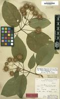 Isosyntype of Adina indivisa Lace [family RUBIACEAE]