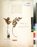 Filed as Cheilanthes inaequalis Kunze [family PTERIDACEAE]