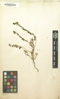 Filed as Veronica taurica Willd. [family SCROPHULARIACEAE]