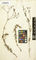 Filed as Galium glaucum [family RUBIACEAE]