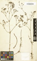 Filed as Galium glaucum [family RUBIACEAE]