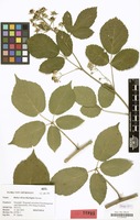 Isotype of Rubus silvae-thuringiae W.Jansen [family ROSACEAE]