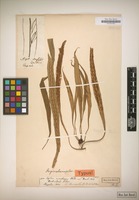 Original material of Asplenium ensiforme Wall. ex Hook. & Grev. [family POLYPODIACEAE]