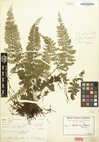 Type of Asplenium preussii Hieron. [family POLYPODIACEAE]