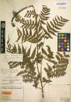 Type of Diplazium griffithii T.Moore [family POLYPODIACEAE]