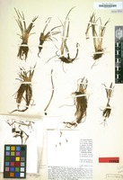 Holotype of Isoetes tuerckheimii Brause [family ISOETACEAE]