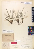 Isotype of Isoetes weberi sp. [family ISOETACEAE]