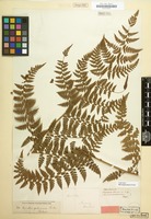 Type of Microlepia hancei Prantl [family POLYPODIACEAE]
