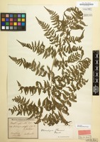 Type of Microlepia hancei Prantl [family POLYPODIACEAE]