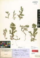 Syntype of Selaginella atroviridis var. trachyphylla Warb. [family SELAGINELLACEAE]