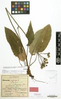Lectotype of Hieracium murorum var. malacophyllum Zahn [family COMPOSITAE]