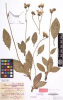 Paratype of Hieracium sommerfeltii subsp. crinicaesium Schack&Zahn [family COMPOSITAE]