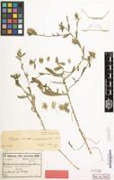 Type of Centaurea ramosissima Freyn&Sint. [family COMPOSITAE]