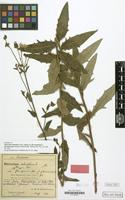 Holotype of Hieracium sabaudum f. gleisenavicum Schack&Zahn [family COMPOSITAE]