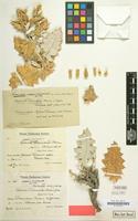 Type of Cousinia turkmenorum Bornm.&Gauba [family COMPOSITAE]