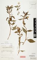 Isotype of Impatiens psychantha Launert [family BALSAMINACEAE]