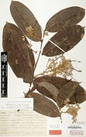 Type of Acioa dinklagei Engl. [family CHRYSOBALANACEAE]